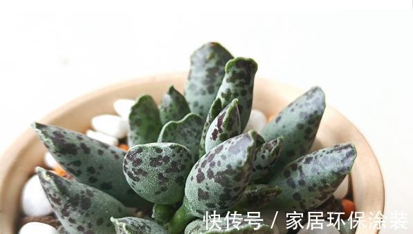 多肉植物|想让多肉植物快速变成“肉丸子”，记住一句口诀就可以，抓紧时间