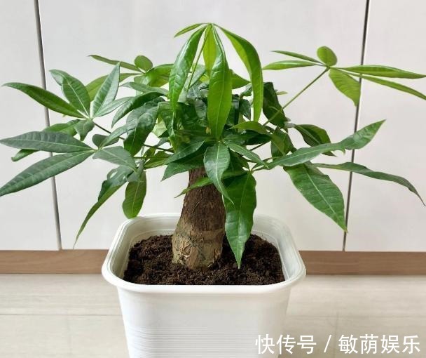 容器|养花招虫除不尽3个小技巧,让盆栽里一个虫子都没有