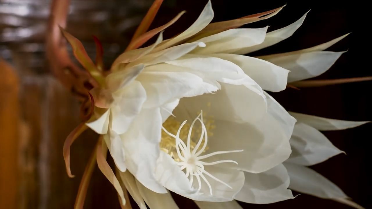 国家公园|全球最奇特的花，每六十年开花一次，已被列为珍稀物种