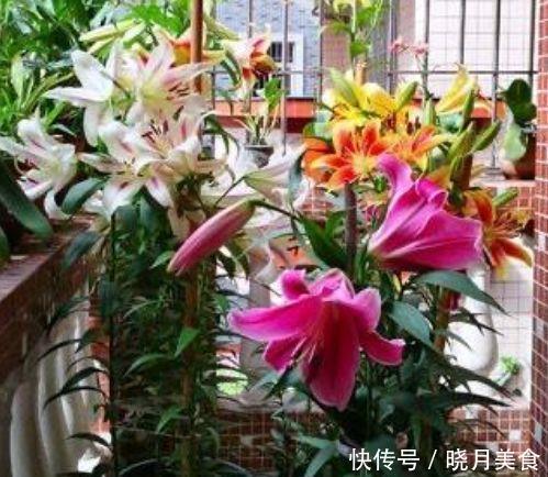 爆盆|4种花深受花友的喜欢，开花爆盆很简单，给点水就疯长，太好养
