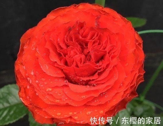 嘘,这款月季名字真是太羞耻了,耐晒耐雨抗性好,一点娇气都没有