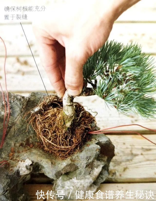 “岩石与树枝”一步步完美契合，叹服附石盆景的魅力无人能挡！