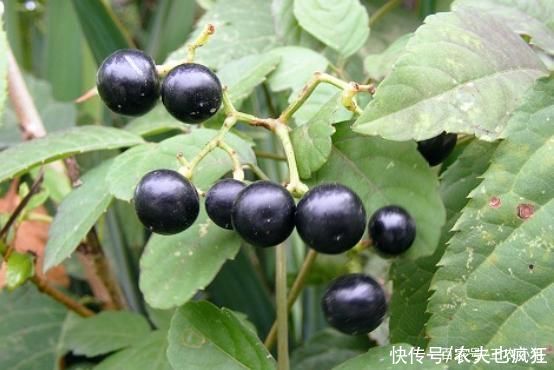 龙葵|8月若在农村度假,这份野果采摘指南送您,吃过3种以上是“大佬”