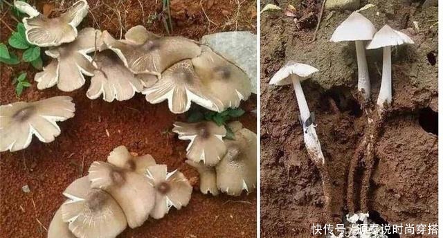 山中珍品,菌中之冠——鸡枞菌,在晴天雨后来一场邂逅!