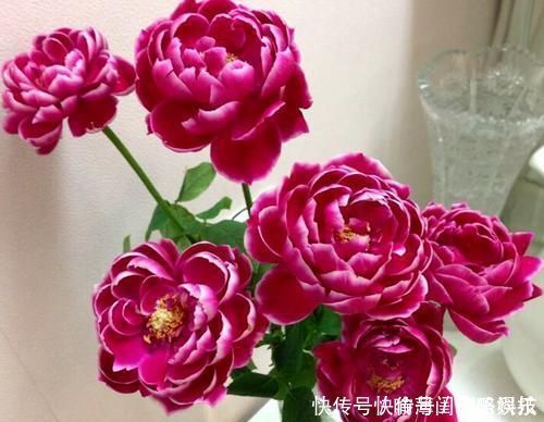 此花被称世界名花，漂亮不输牡丹，四季有花赏，是家庭盆栽佳品