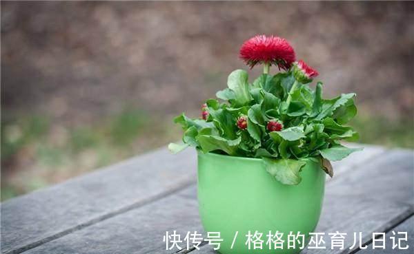 分享几个小窍门，让家里的绿植长得枝繁叶茂，净化空气效果更好