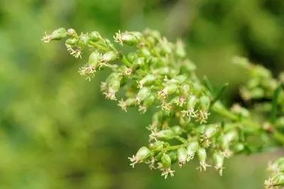 健脾祛湿|一种草药根，用来泡水喝，健脾祛湿、体虚乏力、头痛风湿痛都管用