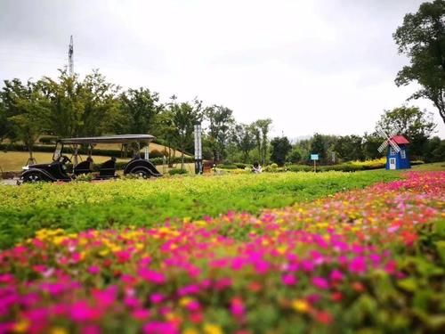 浙江有一处花海景区，内设八大园区，是春游、赏花、遛娃的好去处