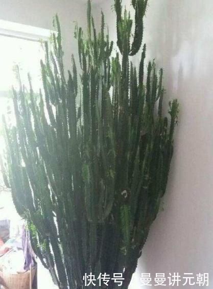 适合懒人养的“怪花”，1个月不浇水，反而还开花更猛了