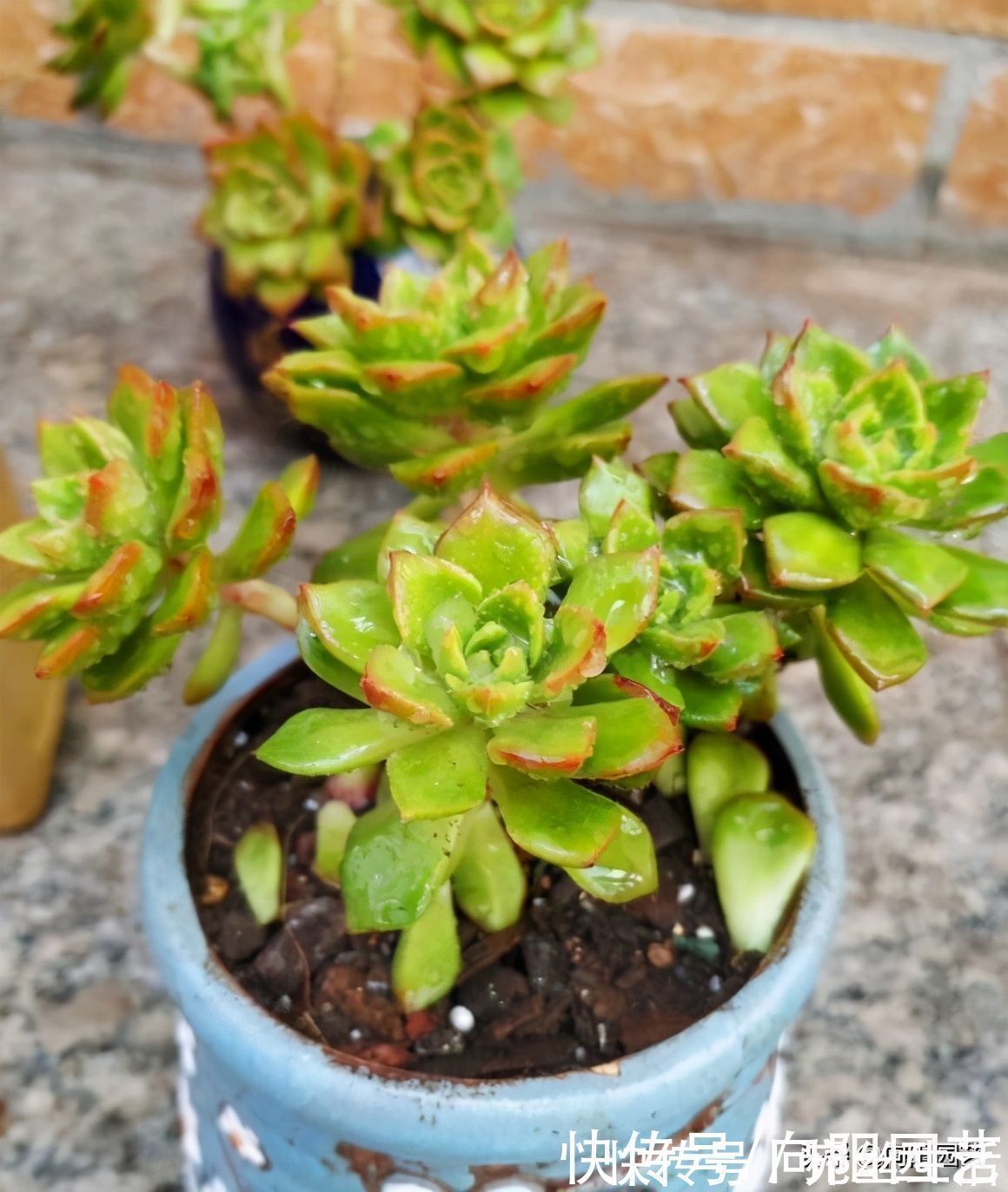 养多肉,用盆就讲究,还别不信,露养用大盆,室内养用小盆