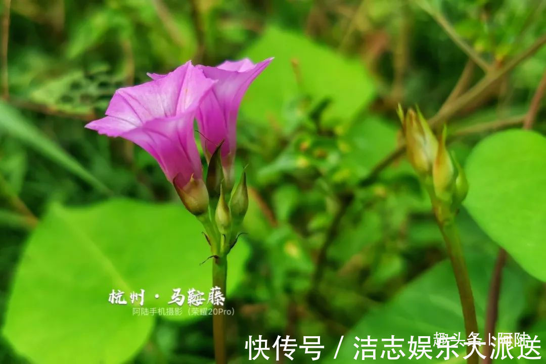 夏秋季|杭州小区里这种喇叭花，其实是“海滨花后”，可以解海蜇刺伤的毒