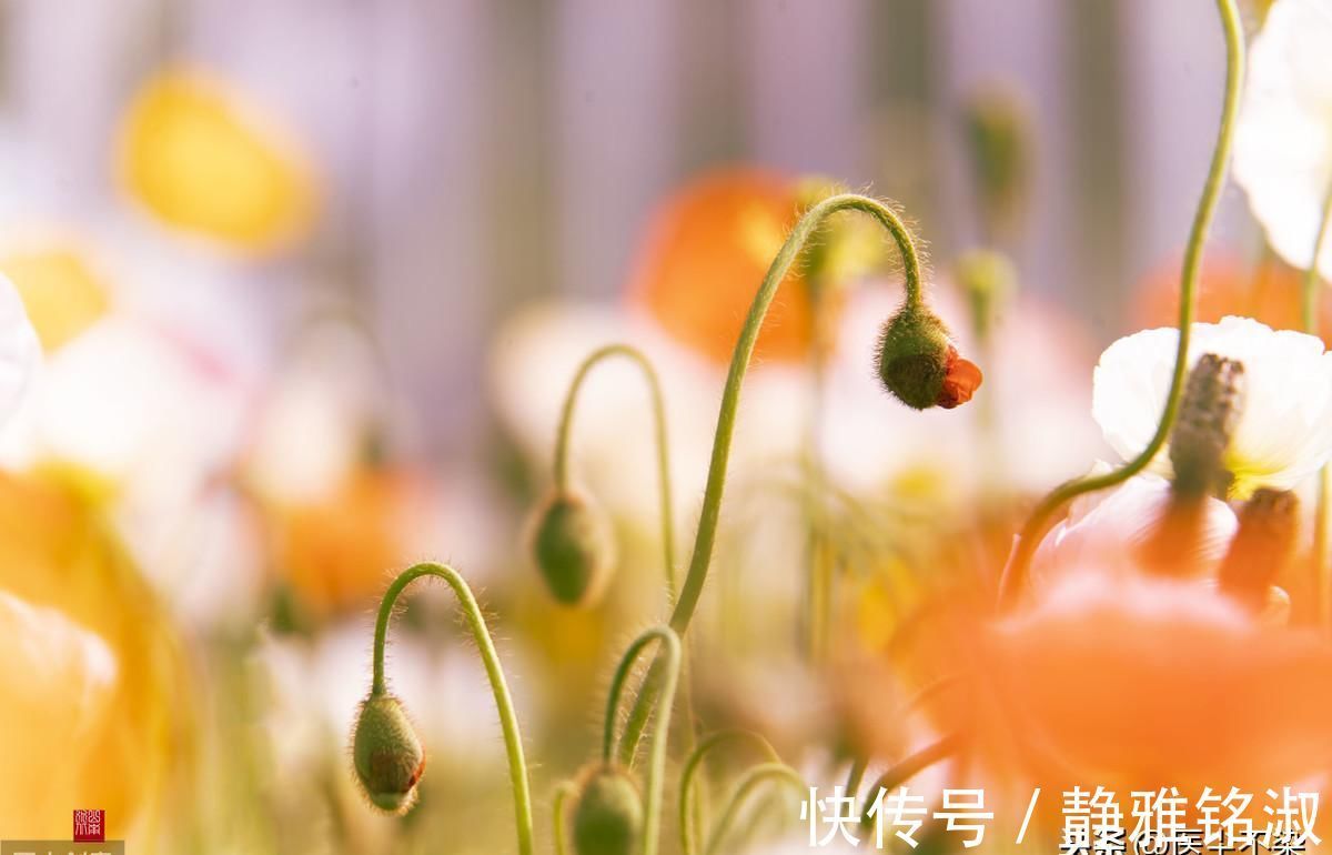 肠鸣腹泻|脾虚了，天天肠鸣腹泻不消化，十年的旧疾能治好吗试试这个经验