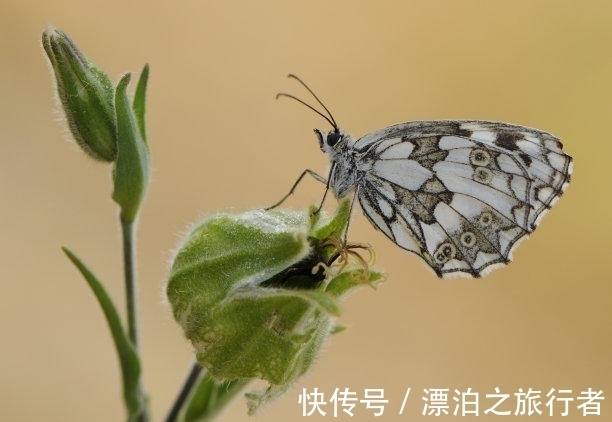 重逢|11下旬，旧爱重逢，如胶似漆，真心付出，爱火复燃，再度相拥