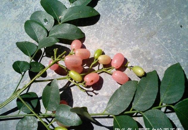 花瓣|农村一种野果,人称“山黄皮”,市场上卖几十元一斤