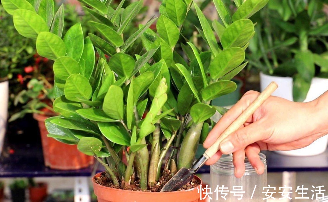 家中养这“4种花卉”,自带“财气”,有钱人养家里都养一盆