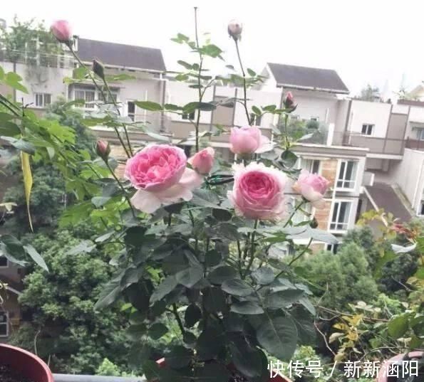 此花,比玫瑰漂亮,比桂花还香,一年能开200天,比兰花强多了