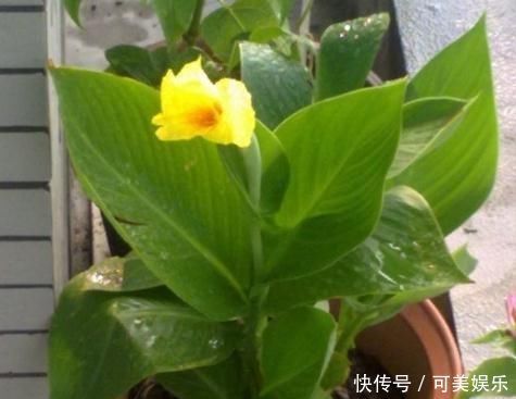 花友|家里3种花最怕“干”，放在厕所养，一盆比一盆旺，还能去异味