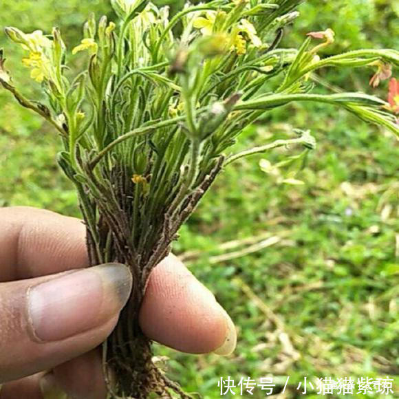 中药材|人称“孩儿草”，小时候挖来换零食，如今千元一斤，遇到要珍惜