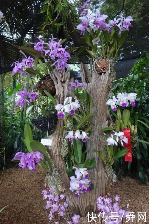 神奇!这个开花树居然可以长成这样震撼世人!真是太美了
