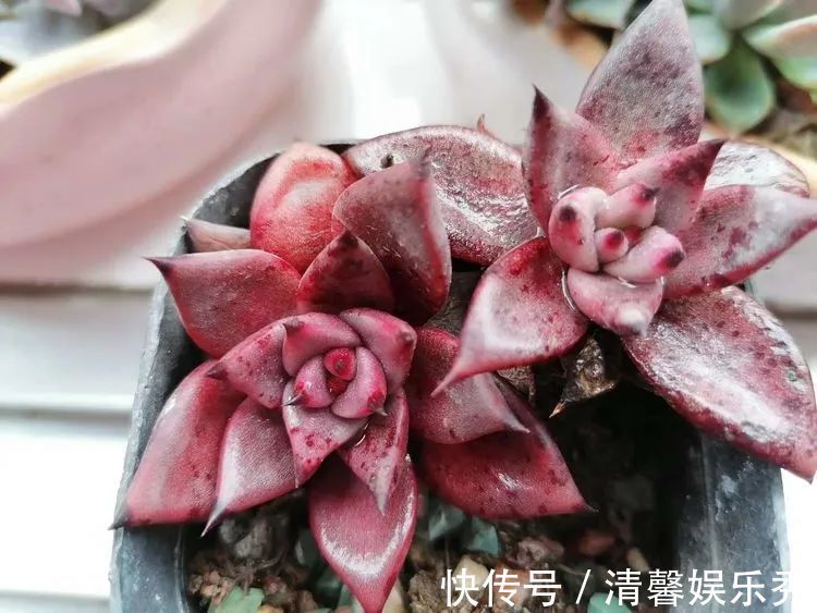 90后川妹子的“丑肉”逆袭记！时光不弃，多肉常在！