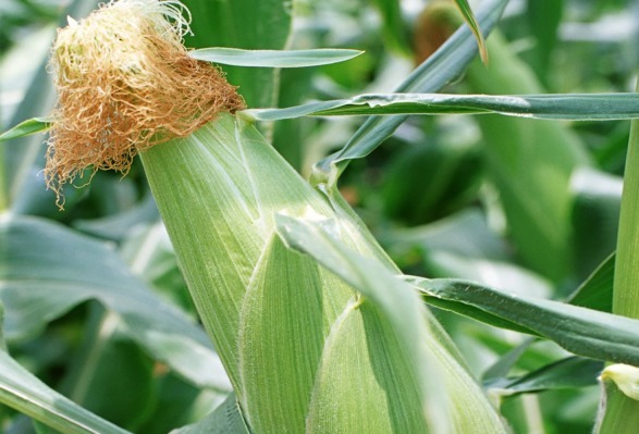 为什么女人喜欢吃玉米因为神奇的秘密，很多人都不清楚