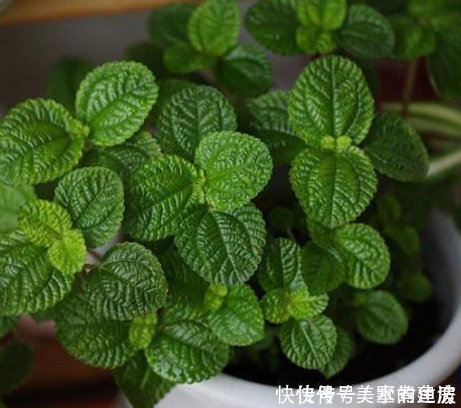 杀菌|聪明人都养4种花,除尘又杀菌,不花一分钱,空气清新