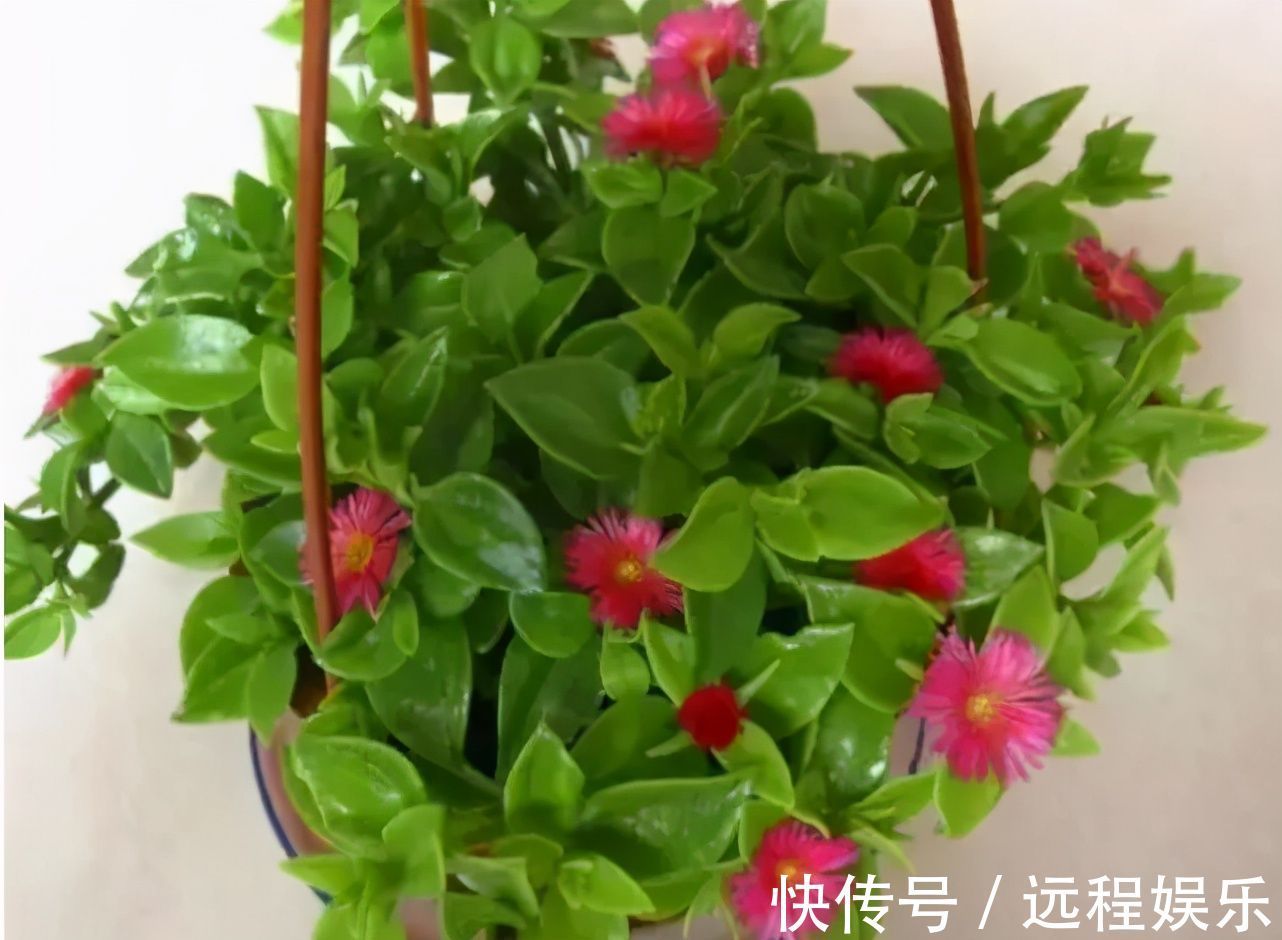 植株|容易爆盆的“3种”吊兰,挂起来养在阳台,就像“绿窗帘”
