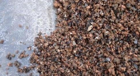 炉渣|养君子兰用这个小妙招,开花多、新叶多、不夹箭,叶子绿的发光