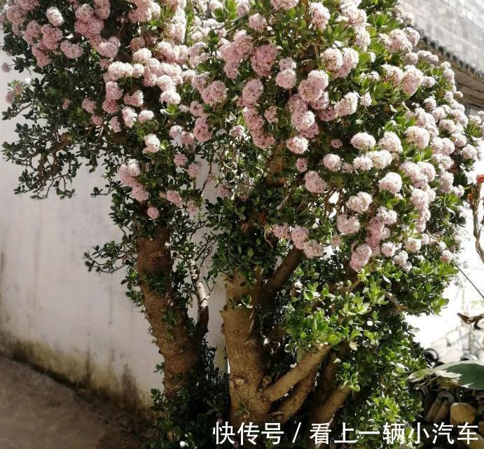 盆景|多浆植物厚脸皮，原来这么养上两三年就能成老桩盆景