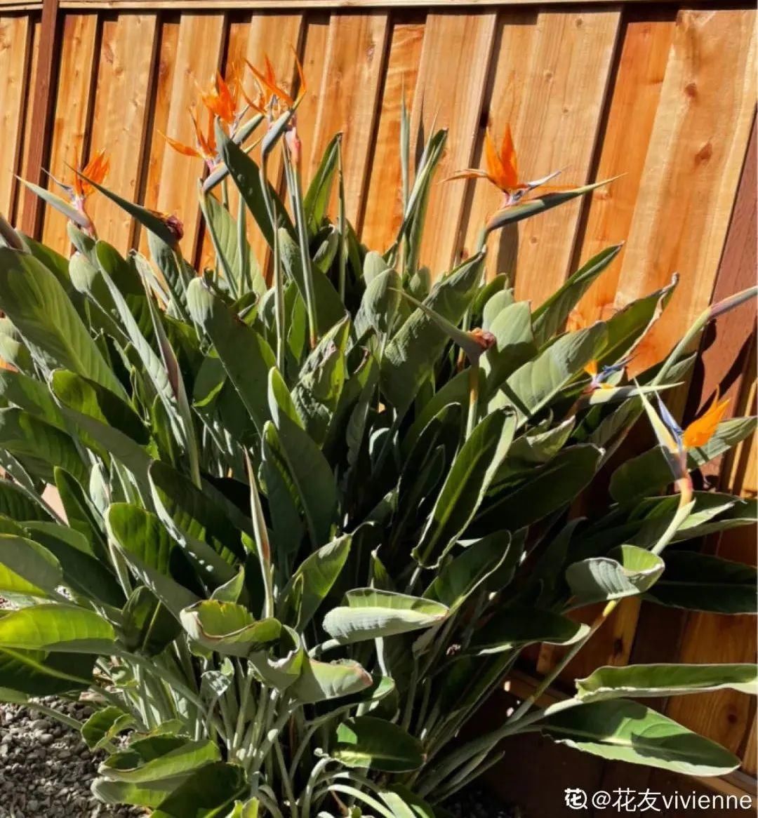 1种花长得像金鱼,耐寒好养活,种得越多越壮观