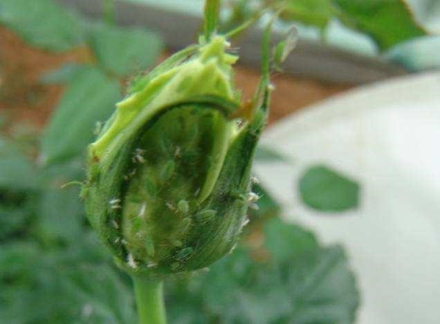 5种“药”,过期也不要扔,兑水浇花,保花不生“虫和病”