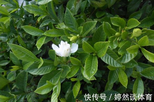 好时机|年后一定要逛花市,因为是“捡漏”的好时机,养花老手都会去溜达