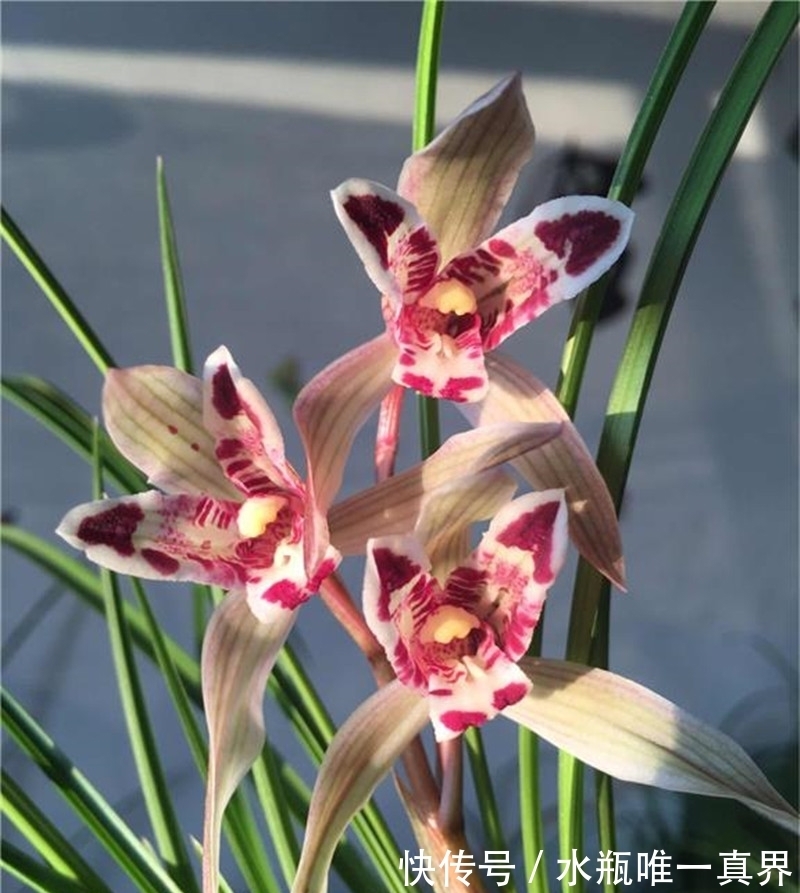 莲瓣兰|“最洋气”的兰花,花型如玉兔,颜色如彩蝶,罕见稀有,令人惊艳