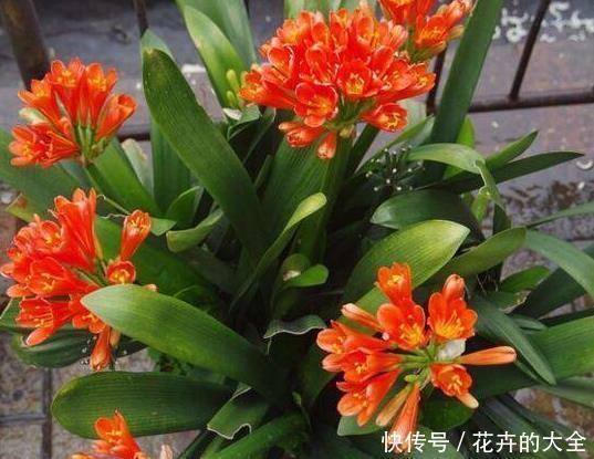 花友|养君子兰用这个小妙招，开花多、新叶多、不夹箭，叶子绿的发光