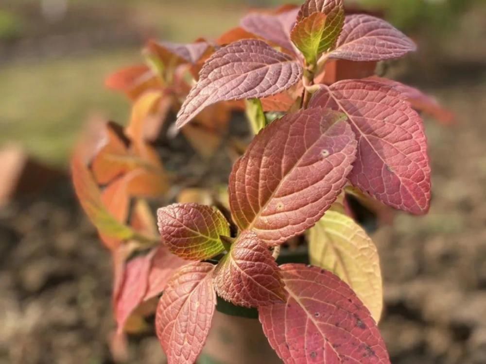 休眠|9种花,必须低温春化,冻满1个月以上才行!