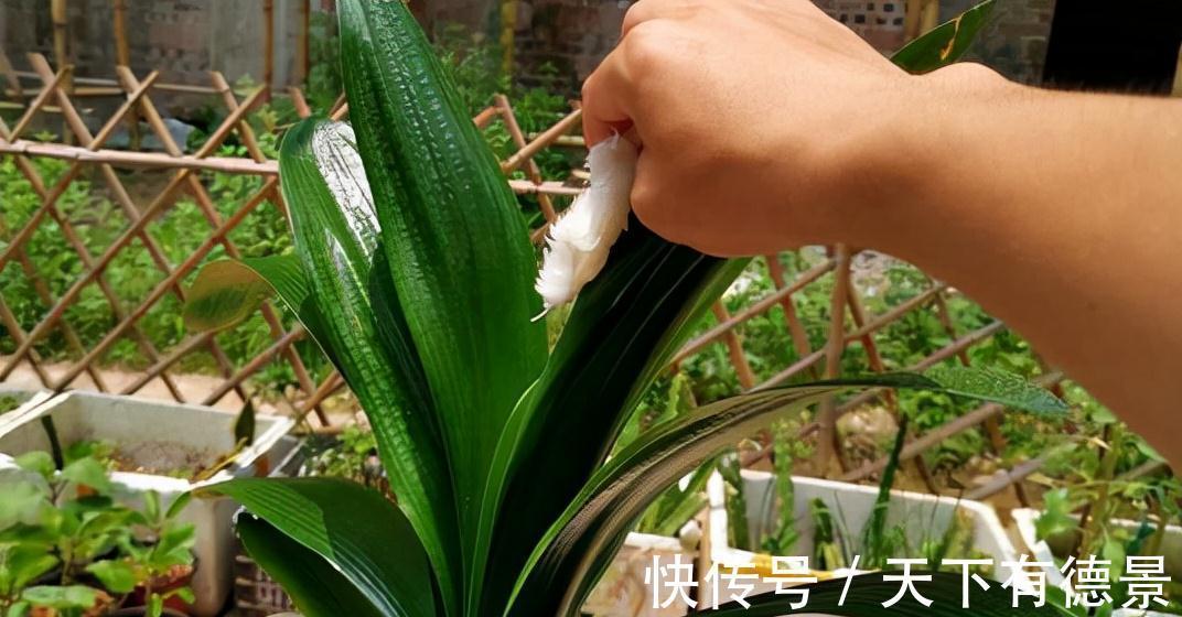 想要“养好”君子兰,建议改掉“3个坏习惯”,做对2件事