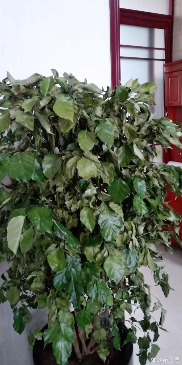 地方|夏天养花,这个地方千万别摆,否则3天死翘翘