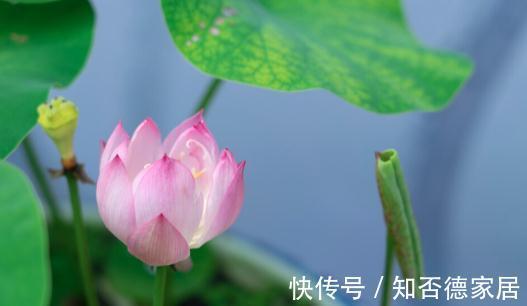 现在逛花市,牢记“8不买”,否则明年没有花看