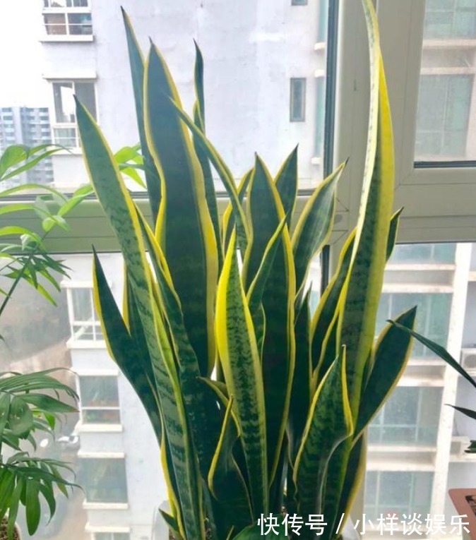 “3种花”养家里，专吸室内“细菌和病毒” ，空气清新，养人漂亮