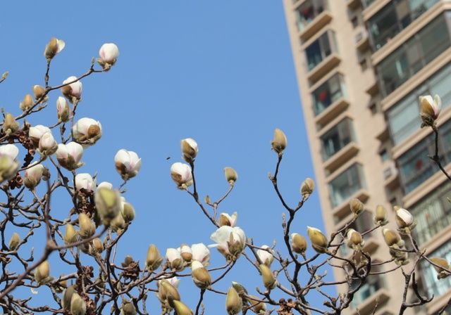 太原春天赏花地图来了！这些地方山桃花最美！惊艳朋友圈