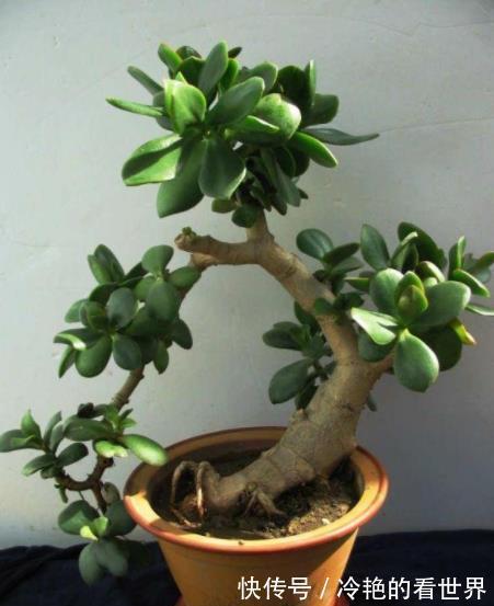 秋冬养玉树，牢记4个小技巧，安全过冬长势好，长成漂亮传家宝