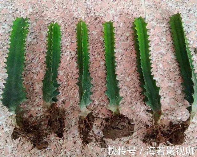 龟背竹|30年的芦荟,20年的龟背竹,硬生生把花养成了树!