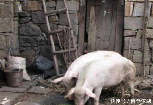 养猪|古人为何分槽喂马,同槽养猪?既是帝王术智慧,也是现代职场经验