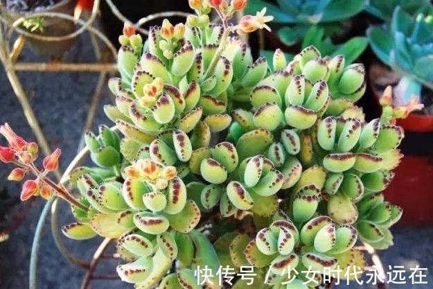 养多肉熊童子,不碰就掉叶子,你知道为什么,该怎么抢救吗?