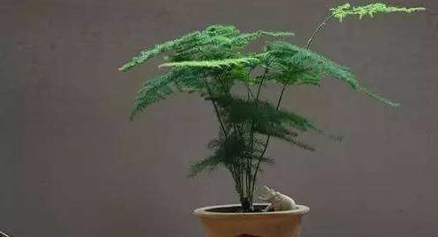 好不黄叶|文竹“黄叶”不好养注意这几点,养成“盆景”很简单