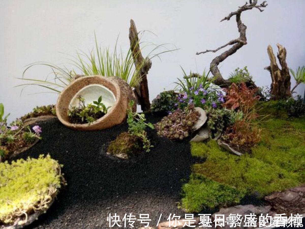 植物|菖蒲是盆景不可缺少的装饰植物，多浇水少施肥，湿着养