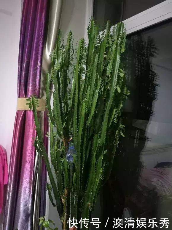 修剪|秋季养3种植物，多“切几刀”才能长新芽，养半年就爆盆