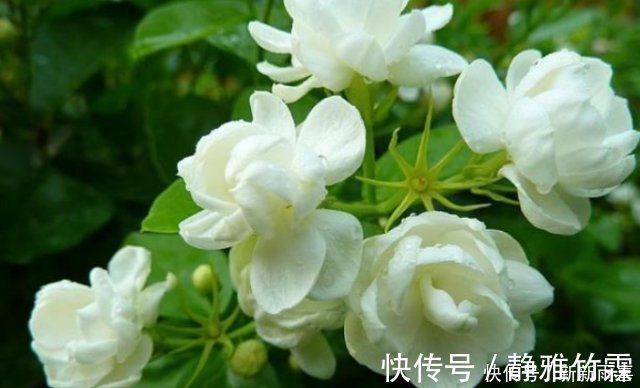 茉莉花|“茉莉花”开花少消除“2个”隐患,花苞不断冒,开花爆满枝