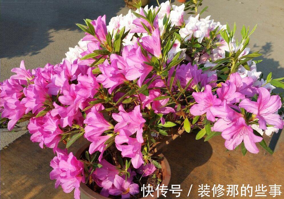 茶花|6种“娇气花”，天热谨慎买，回家就掉花苞，养不活太后悔