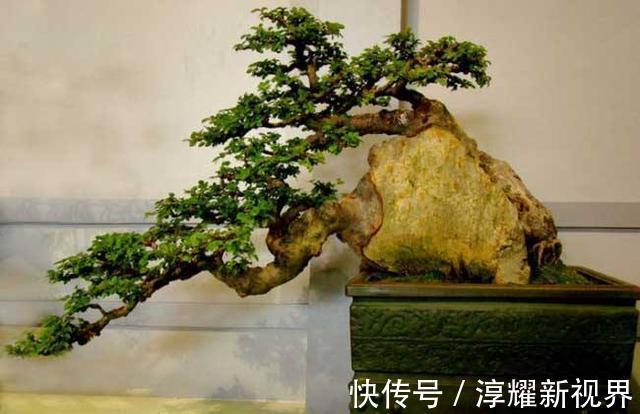 树桩|树桩盆景怎么提升价值试试促老催古,看上去古老苍劲